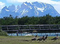 Torres des Paine Tiere 1